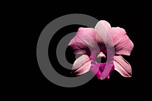 Low key photo of Vanda orchid, violet orchid, macro orchid, closeup orchids, orchid with pollens