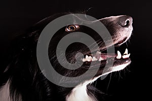 A low key photograph of a happy looking young border collie