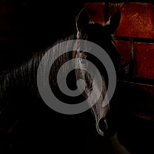 Horse portrait in a stable photo