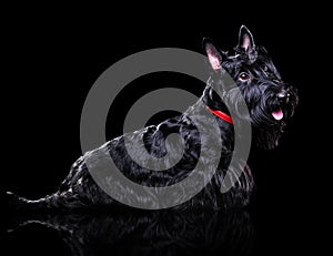 Low key silhouette side view portrait of a scottish terrier