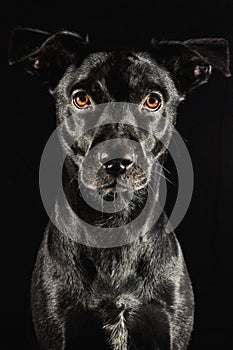 Low key studio portrait of a black labrador mix do