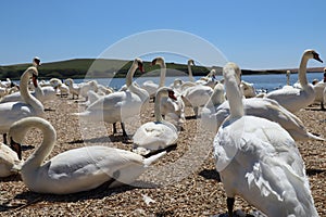 Low level shot of mute swans waiting for feeding time on the gravel at Abbotsbury Swannery in Dorset, England