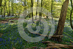 Bluebell Woods, Low level view of Blue Bells in woods