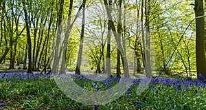 Bluebell Woods, Low level view of Blue Bells in woods