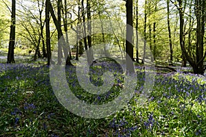 Bluebell Woods, Low level view of Blue Bells in woods