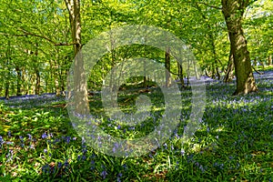 Bluebell Woods, Low level view of Blue Bells in woods