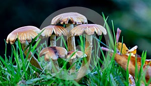 Low level view of a cluster of fungi in wet grass.