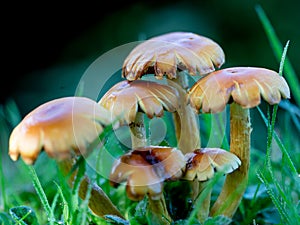 Low level view of a cluster of Toadstools in wet grass.