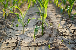 Low maize yields, dry cracked soil due to global warming