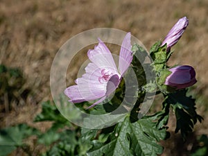 The low mallow, small mallow or the round-leaved mallow blooming with delicate white and pink flowers in a meadow in bright