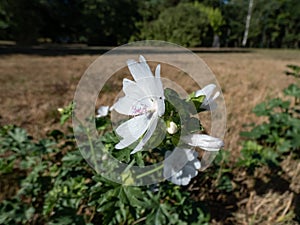The low mallow, small mallow or the round-leaved mallow blooming with delicate white and pink flowers in a meadow in bright