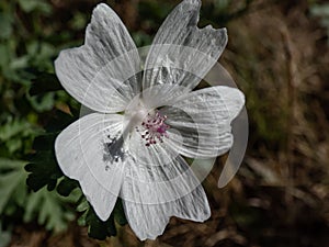 The low mallow, small mallow or the round-leaved mallow blooming with delicate white and pink flowers in a meadow in bright