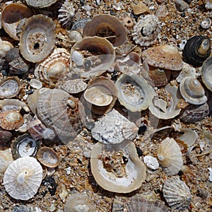 Low Newton by the Sea, UK - 13 July, 2023: Seashells on a beach on the Northumbria coast, UK