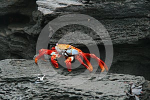 A low perspective of a red crab on the beach among rocks