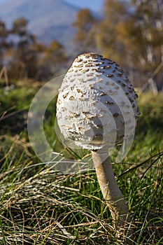 Low perspective shot of young Parasol mushroom Macrolepiota Procera with alpine landscape as background.