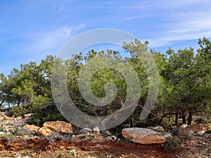 Low pine trees growing in rocky terrain.