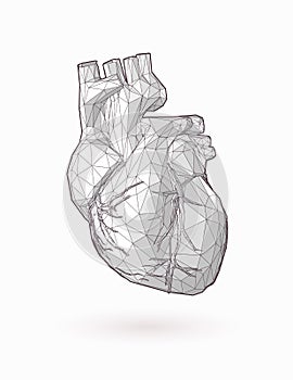 Low poly human heart graphic illustration on white BG