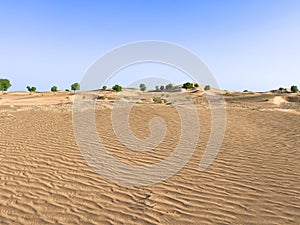 Low sand dunes, white sand in a Dubai desert with a few trees against the cloudless sky