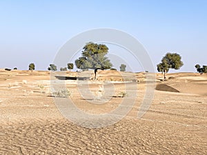 Low sand dunes, white sand in a Dubai desert with a few trees against the cloudless sky