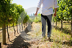 Low section of vintner walking in vineyard