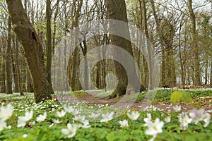 Low shot of protected area Grosses Holz near Loissin, Mecklenburg-Vorpommern, Germany