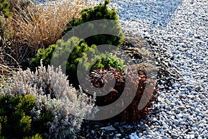 Low size pine and yellow perennial flowers in the pebble flowerbed blooms in early April and is usually attached to the rock by gr