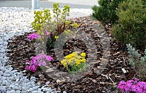 Low-sized pine and yellow perennial flowers in the pebble flowerbed blooms in early April and is usually attached to the rock