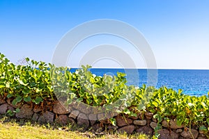 Low stone wall overgrown with ivy. Green grass on a mountainside against the background of the sea horizon. Stone fence covered