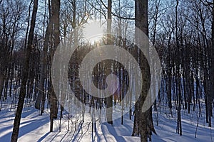 Low sun over a winter forest with snow