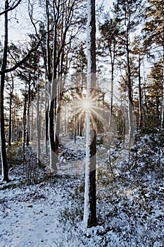 Low sun shining through winter forest