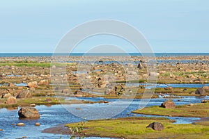 Low Tide and Canada Geese