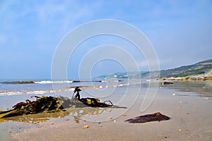 Low Tide At Charmouth