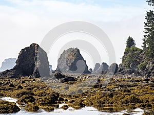 Low Tide Coastline, Pacific Northwest Coast, Olympic National Park