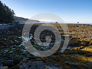 Low Tide Coastline, Pacific Northwest Coast, Olympic National Park