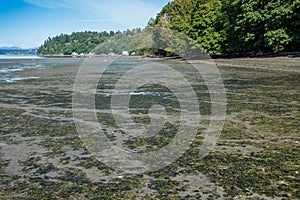 Low Tide At Dash Point