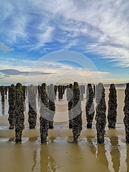 Low tide exposing rows of mussels cultivated on robes attached to poles in the bay of Wissant at Cap Gris-Nez, Pas-de-Calais in