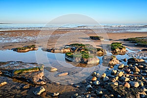 Low Tide on Hauxley Beach reveals Ancient Forest