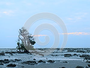Low Tide with Mangrove Tree at Rocky Beach at Dawn - Vijaynagar Beach, Havelock Island, Andaman Nicobar, India