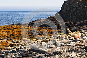 Low-tide of the north Atlantic exposing the beauty of the sea floor.