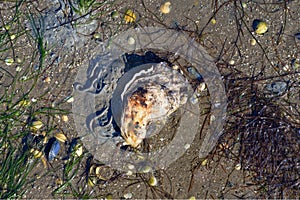 low tide in North Sea,Wattenmeer National Park,Germany photo