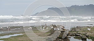 Low tide panorama, tide pools,