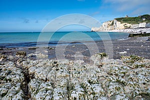 Low tide period and view on ocean bed and chalk cliffs of Porte d`Aval arch in Etretat, Normandy, France. Tourists destination photo
