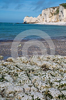 Low tide period and view on ocean bed and chalk cliffs of Porte d`Aval arch in Etretat, Normandy, France. Tourists destination photo