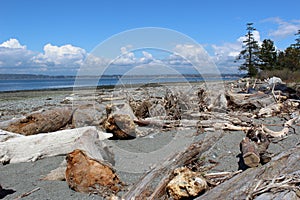 Low tide and a pile of driftwood at a Pacific Northwest beach