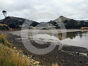 Low tide on a rainy may day in bay along the Otago Pensinsula, o photo