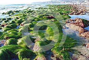 Low tide showing surf grass (Phyllospadix sp.) at Cleo Street, Laguna Beach, California