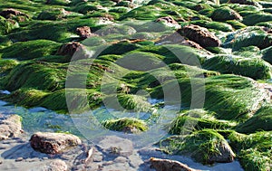 Low tide showing surf grass (Phyllospadix sp.) along coastline in Laguna Beach, California