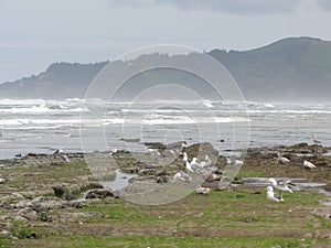 Low tide, tide pools, gulls