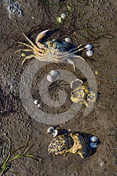 Low tide in Wattenmeer National park,North Sea,Germany photo