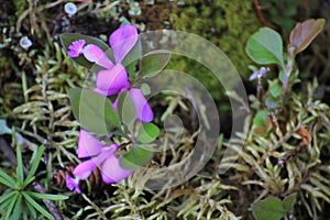 Fringed Polygala Flowers In The Northern Forest photo